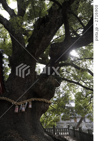 楠の大木 2716908