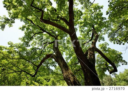 若葉と新緑のハリギリの木  2716970