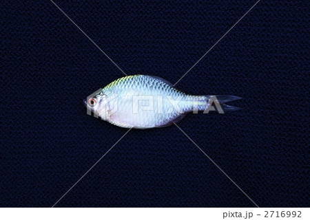 淡水魚のタナゴの写真素材 [2716992] - PIXTA