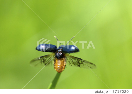 飛び立つハムシ 飛び立つハムシ 2717020