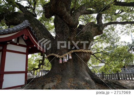 善通寺の大樹 2717069