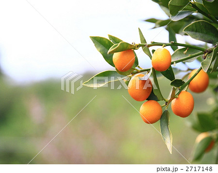 キンカン 2717148