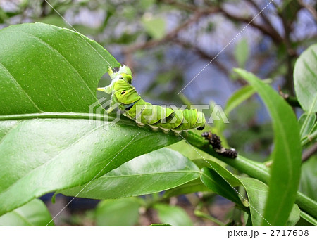 アゲハ蝶の幼虫 2717608