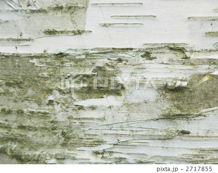 白樺のテクスチャ 2717855