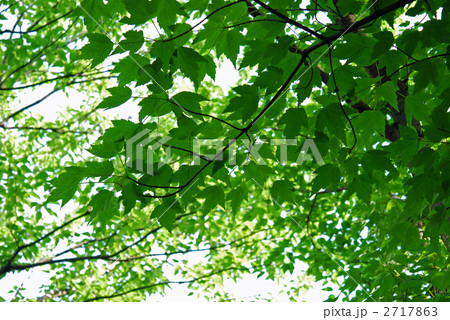 樹木・ハナノキ（カエデ科） 2717863