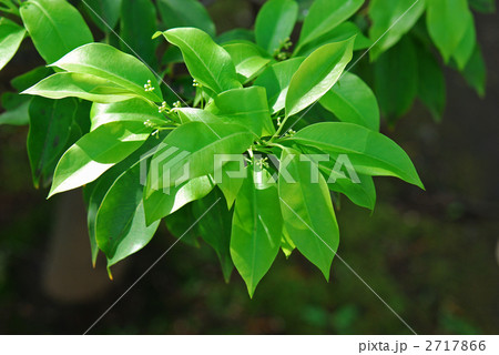 樹木・ソヨゴ（モチノキ科） 2717866