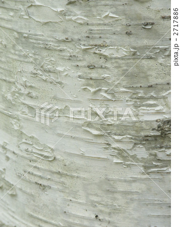 白樺のテクスチャ 2717886