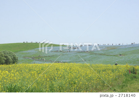 ネモフィラ畑 2718140