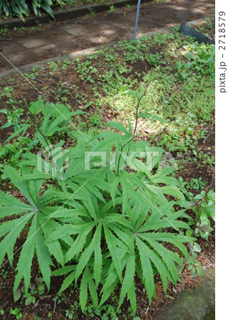 ヤブレガサ 2718579