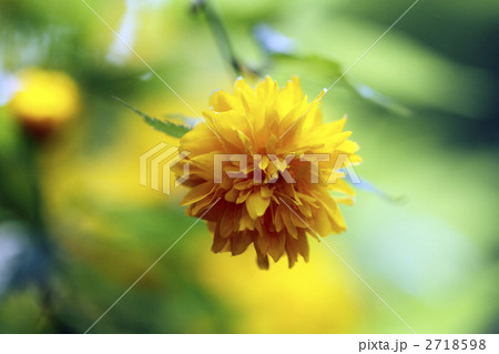 八重山吹 八重山吹 2718598