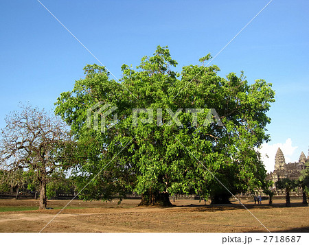 菩提樹 菩提樹 2718687