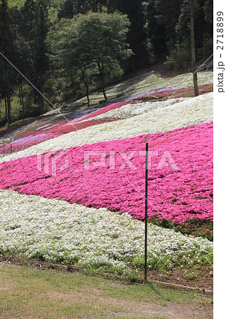 芝桜 芝桜 2718899