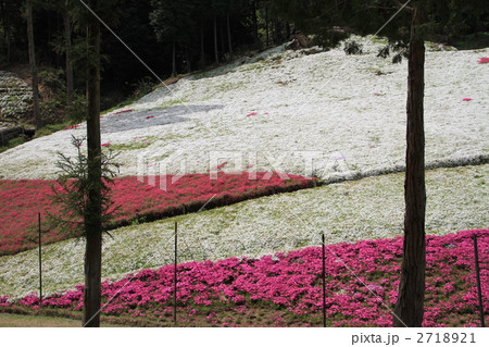 芝桜 芝桜 2718921