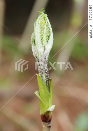 コシアブラ 2719164