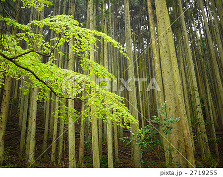 京都 大原 北山杉  2719255