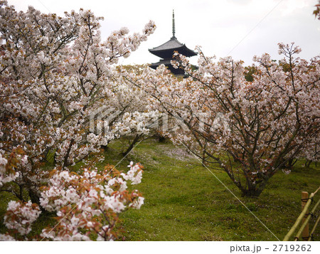 京都 世界遺産 仁和寺 御室桜と五重塔 2719262