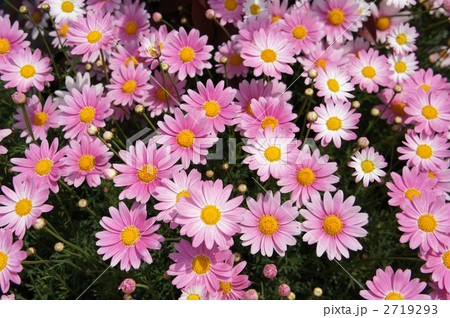 マーガレット　スラッシュピンク 2719293