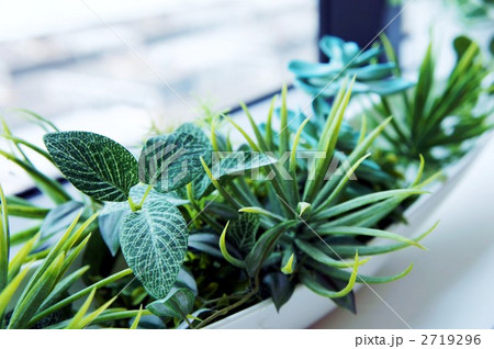 目に優しいグリーン 2719296