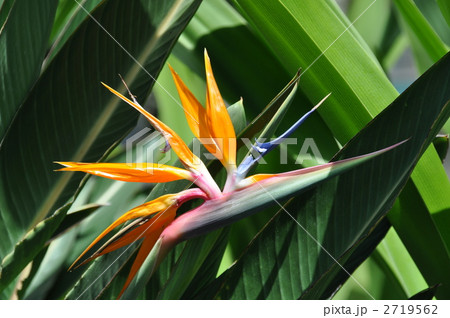 ハワイの休日 2719562