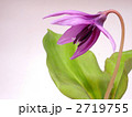 カタクリの花 2719755
