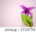 カタクリの花 2719758