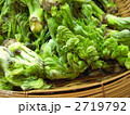 山菜タラの芽 2719792