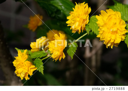八重ヤマブキ 2719888