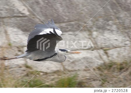 アオサギ 2720528