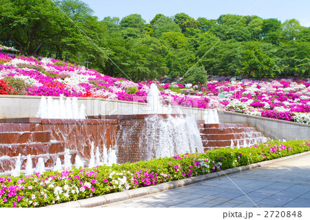 西山公園　ツツジ　大噴水 2720848