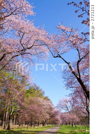 静内　二十軒道路の桜 2721213