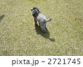 トイプードル 2721745