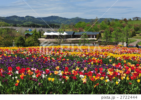 国営越後丘陵公園のチューリップ畑 2722444