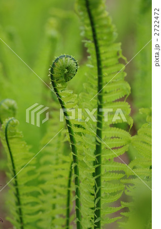 コゴミ コゴミ 2722472