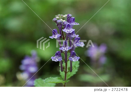 タツナミソウ タツナミソウ 2722478