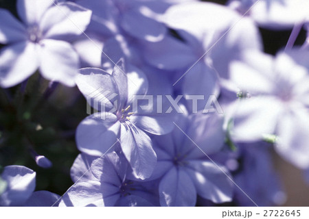 65739　ルリマツリ 2722645