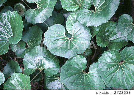 65761　ツワブキ 2722653