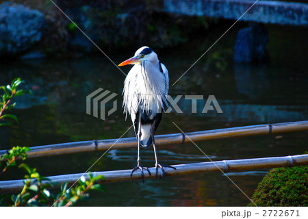 アオサギ（清凉寺／京都市右京区） 2722671