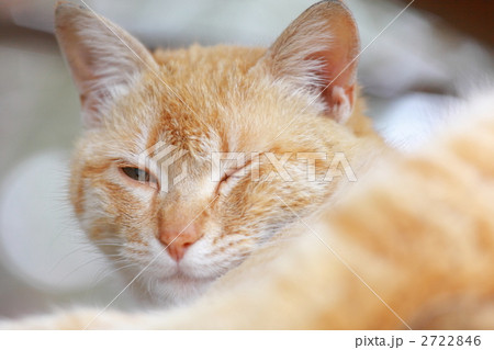 猫ポートレイト 2722846