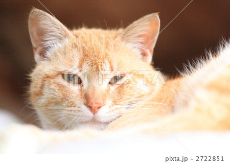 猫ポートレイト 2722851