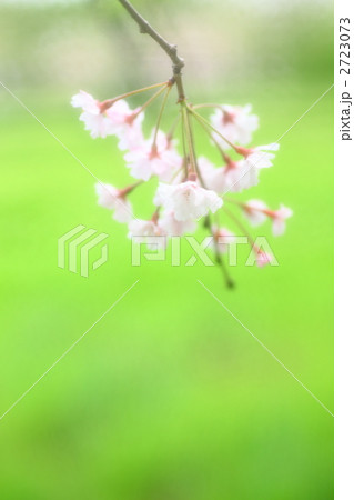 ふんわり枝垂桜 背景新緑 ふんわり枝垂桜 背景新緑 2723073