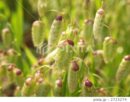 コバンソウ 2723274