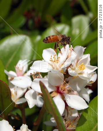 マルバシャリンバイ マルバシャリンバイ 2723316