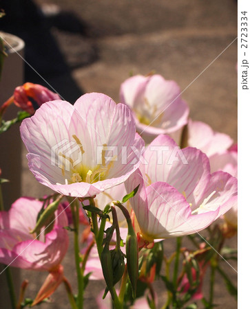 ヒルザキツキミソウ 2723334