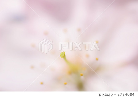 ふんわり桜 2724084