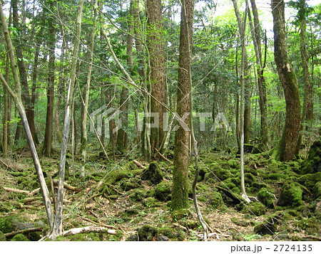 青木ヶ原樹海 青木ヶ原樹海 2724135