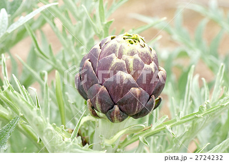 アーティチョーク 2724232