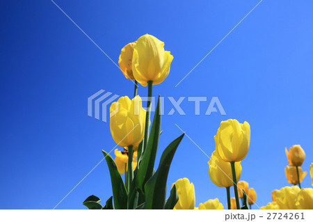 チューリップ　- 黄小町 2724261
