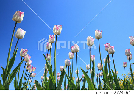 白とピンクのチューリップ畑 白とピンクのチューリップ畑 2724264