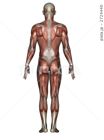 男性人体模型 2724440