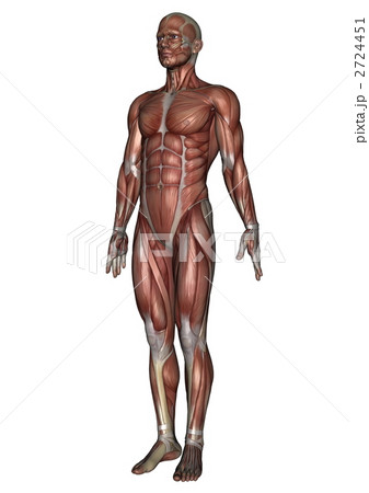男性人体模型 2724451